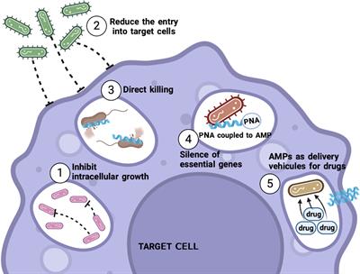 Antimicrobial peptides´ immune modulation role in intracellular bacterial infection